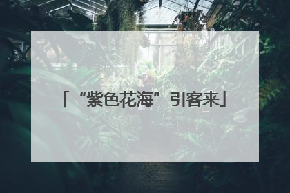 “紫色花海”引客来