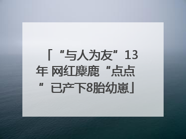 “与人为友”13年 网红麋鹿“点点”已产下8胎幼崽