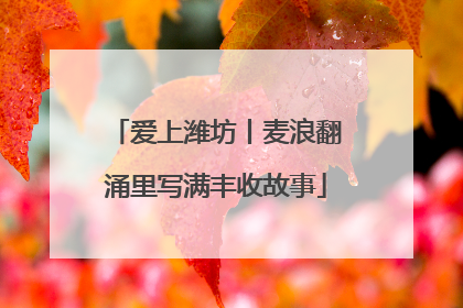 爱上潍坊丨麦浪翻涌里写满丰收故事