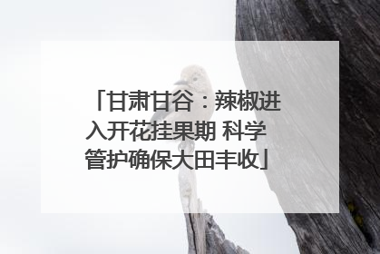 甘肃甘谷：辣椒进入开花挂果期 科学管护确保大田丰收