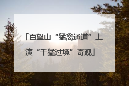 百望山“猛禽通道”上演“千猛过境”奇观