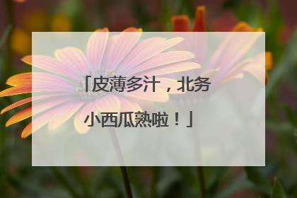 皮薄多汁，北务小西瓜熟啦！