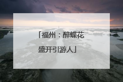 福州：醉蝶花盛开引游人