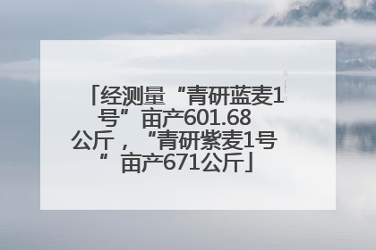 经测量“青研蓝麦1号”亩产601.68公斤，“青研紫麦1号”亩产671公斤