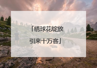 绣球花绽放 引来十万客