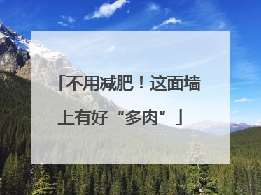 不用减肥！这面墙上有好“多肉”