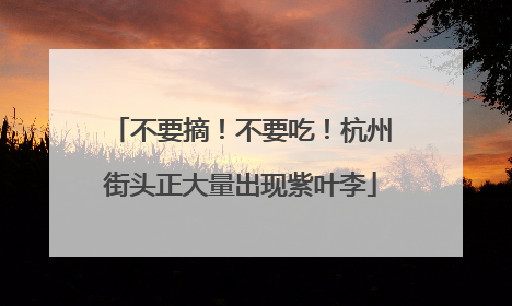 不要摘！不要吃！杭州街头正大量出现紫叶李