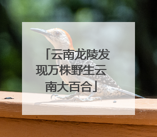云南龙陵发现万株野生云南大百合