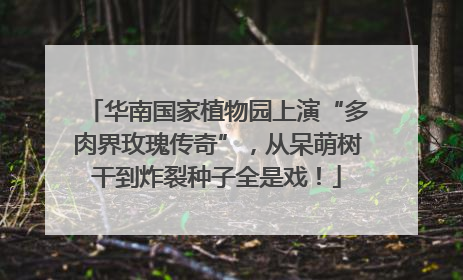 华南国家植物园上演“多肉界玫瑰传奇”，从呆萌树干到炸裂种子全是戏！