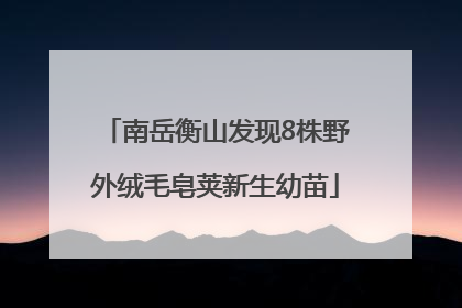 南岳衡山发现8株野外绒毛皂荚新生幼苗