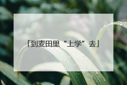 到麦田里“上学”去