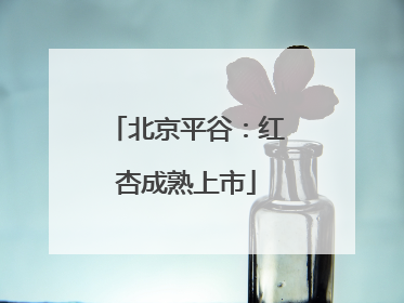 北京平谷：红杏成熟上市