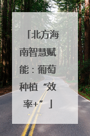 北方海南智慧赋能：葡萄种植“效率+”