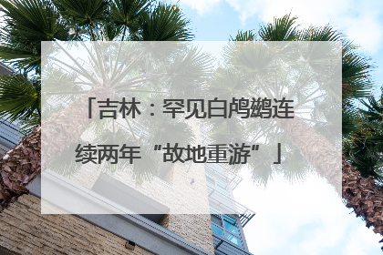 吉林：罕见白鸬鹚连续两年“故地重游”