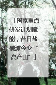 国家重点研发计划赋能，昔日盐碱滩今变“高产田”