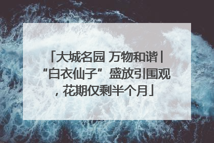 大城名园 万物和谐│“白衣仙子”盛放引围观，花期仅剩半个月