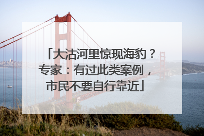 大沽河里惊现海豹？专家：有过此类案例，市民不要自行靠近