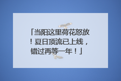 当阳这里荷花怒放！夏日顶流已上线，错过再等一年！