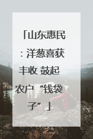 山东惠民：洋葱喜获丰收 鼓起农户“钱袋子”