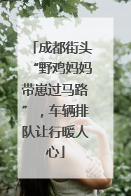 成都街头“野鸡妈妈带崽过马路”，车辆排队让行暖人心