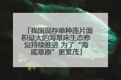 我国现存单种连片面积最大的海草床生态修复持续推进 为了“海底草原”更繁茂