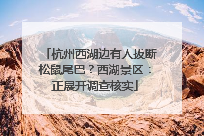 杭州西湖边有人拔断松鼠尾巴？西湖景区：正展开调查核实