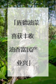 旌德油菜喜获丰收 油香富民产业兴