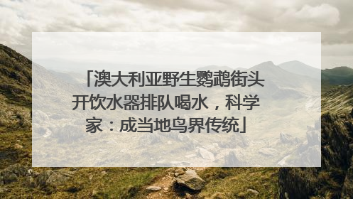 澳大利亚野生鹦鹉街头开饮水器排队喝水，科学家：成当地鸟界传统