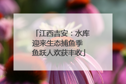 江西吉安：水库迎来生态捕鱼季 鱼跃人欢获丰收