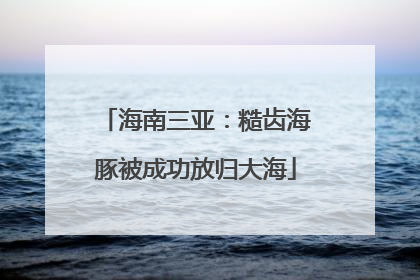 海南三亚：糙齿海豚被成功放归大海