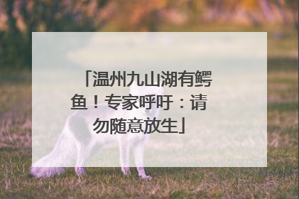 温州九山湖有鳄鱼！专家呼吁：请勿随意放生