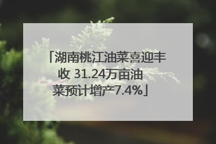 湖南桃江油菜喜迎丰收 31.24万亩油菜预计增产7.4%
