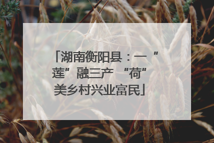 湖南衡阳县：一“莲”融三产 “荷”美乡村兴业富民