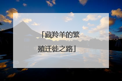 藏羚羊的繁殖迁徙之路