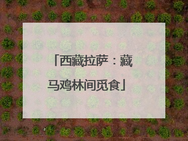 西藏拉萨：藏马鸡林间觅食