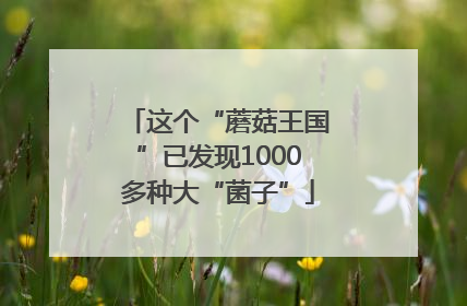 这个“蘑菇王国”已发现1000多种大“菌子”