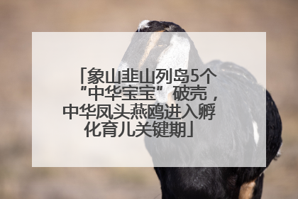 象山韭山列岛5个“中华宝宝”破壳，中华凤头燕鸥进入孵化育儿关键期